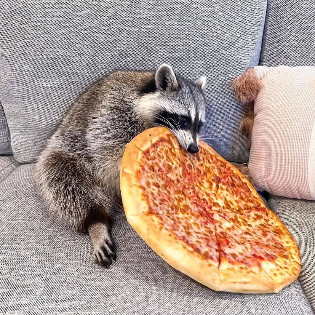 out of context raccoons (@contextraccoons) on Twitter photo 2024-04-25 03:27:26