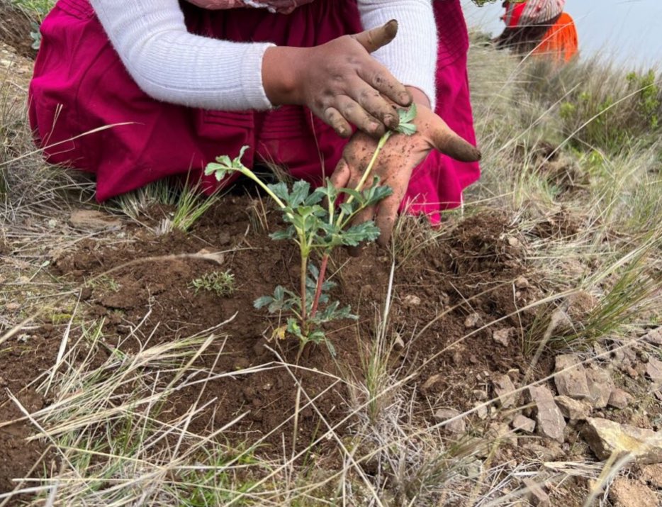 Indigenous women in Bolivia defy climate change, reforest ancient Kewiña trees 🖋️: Mariela Laksman orato.world/2024/04/24/ind…