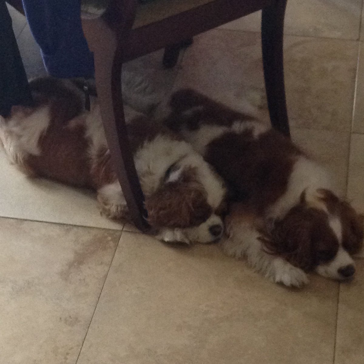 rrremmyyy's tweet photo. But what I CAN be happy about is that both of them are pain-free, stress-free, and finally reunited. ���🐶🐶💙 https://t.co/lb2A8b5pIN