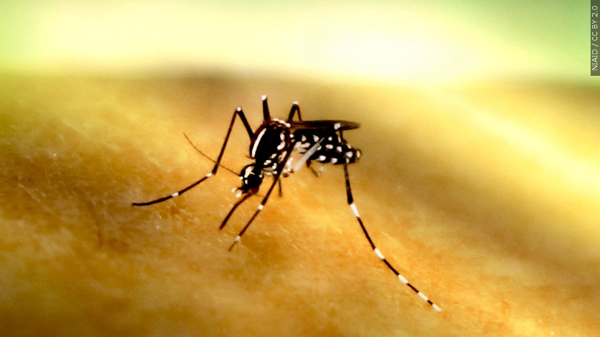 Fact Finders: Can you be fined for a mosquito breeding area on your property? ky3.com/2024/04/25/fac…