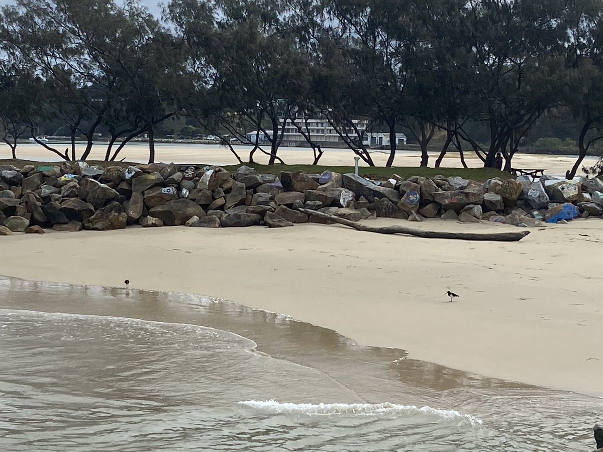 Pied Oyster Catchers #POC at the Nambucca Heads V-wall this morning.