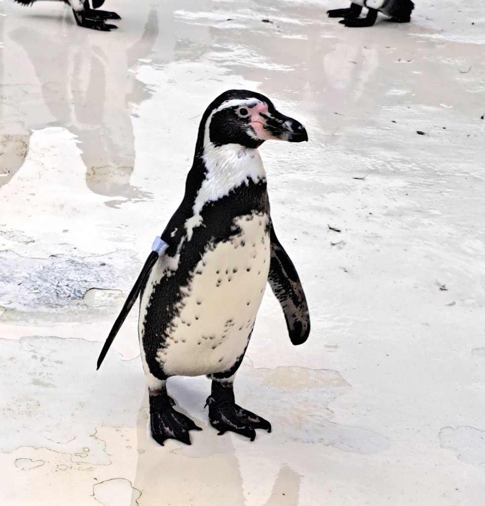 書き忘れた。

\15歳なった✨✨✨/

#おたる水族館
#フンボルトペンギン
#ペンギン
#リティ
#おた水ラブ