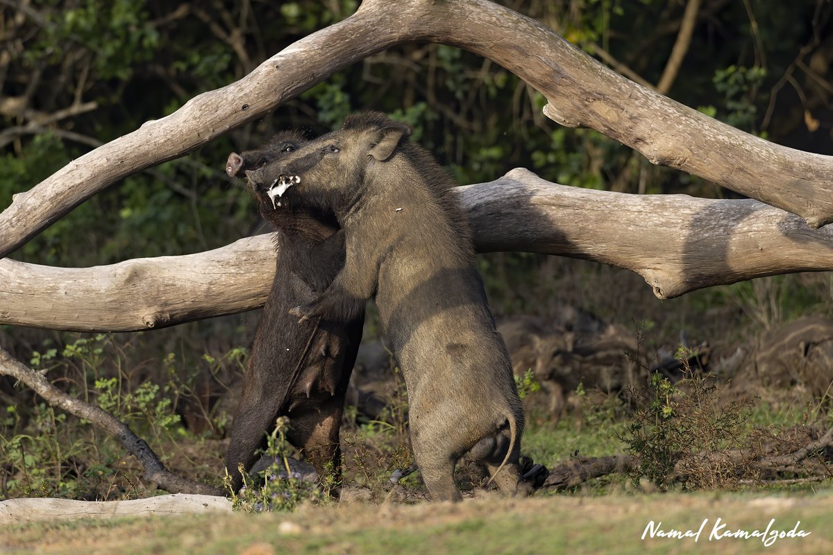 I anticipated this fight and waited 30 minutes for it happened, while other safari goers drove past me. 

#srilanka #travel #srilankansafari #travelsrilanka #kumana #BBCwildlifePOTD #yourshotphotographer #srilankanwildlife #wild #natgeoyourshot