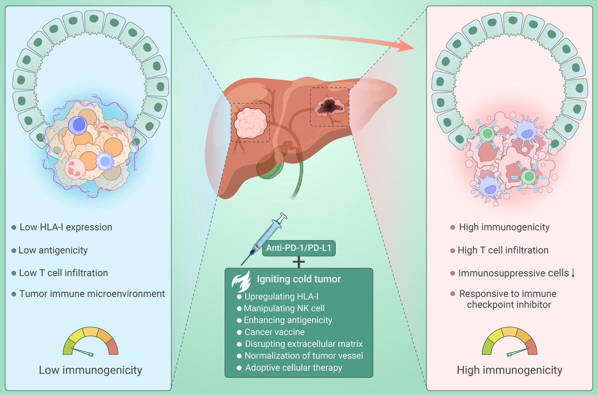 New in The Innovation Medicine! Igniting cold tumors of intrahepatic cholangiocarcinoma: An insight into immune evasion and tumor immune microenvironment. In this review, we explore the mechanisms contributing to the cold phenotype of intrahepatic cholangiocarcinoma, shedding…