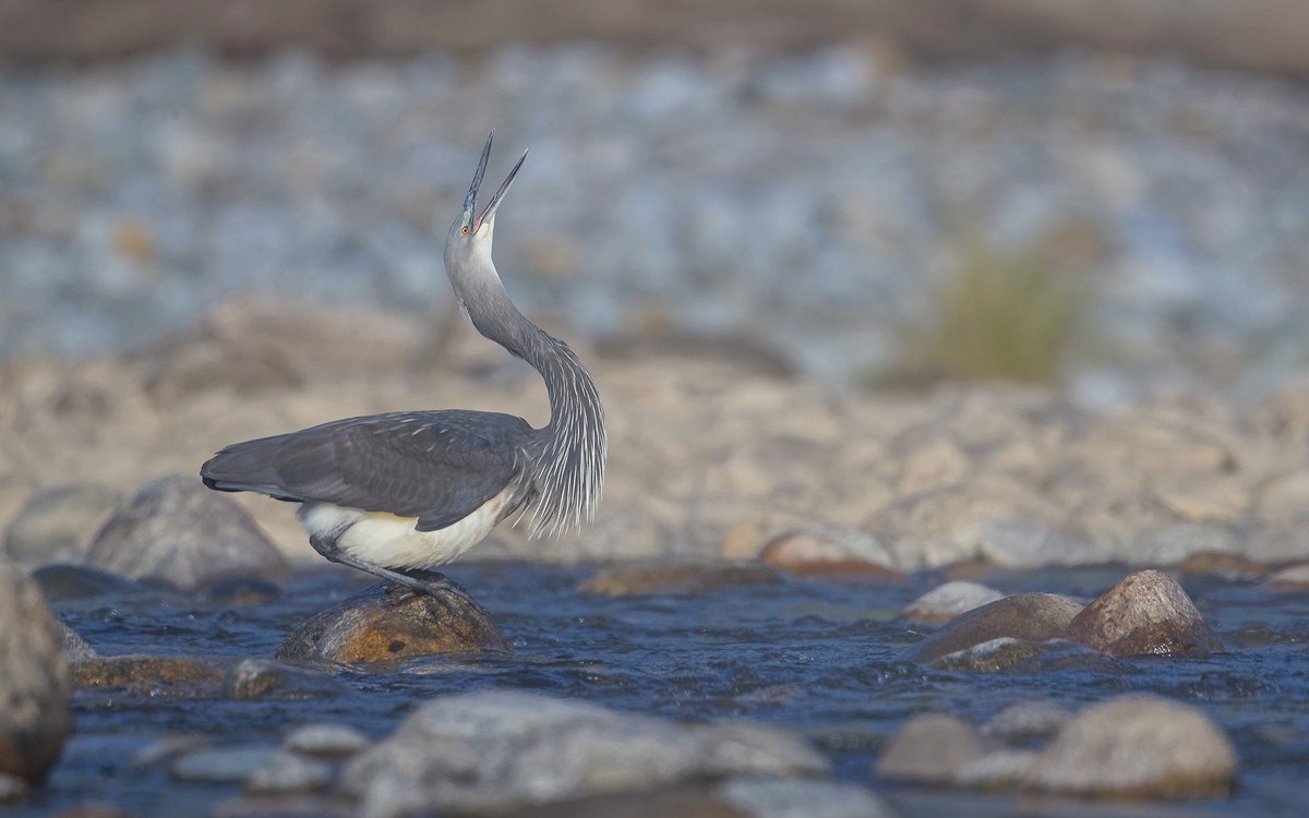 #FromTheArchives Natural history #photographer Sagar Gosavi shares his encounter with one of the rarest #birds in the world today, the White-bellied #Heron. 📷 Sagar Gosavi — White-bellied Heron calls through its courtship dance. Learn more: bit.ly/3w12bfT