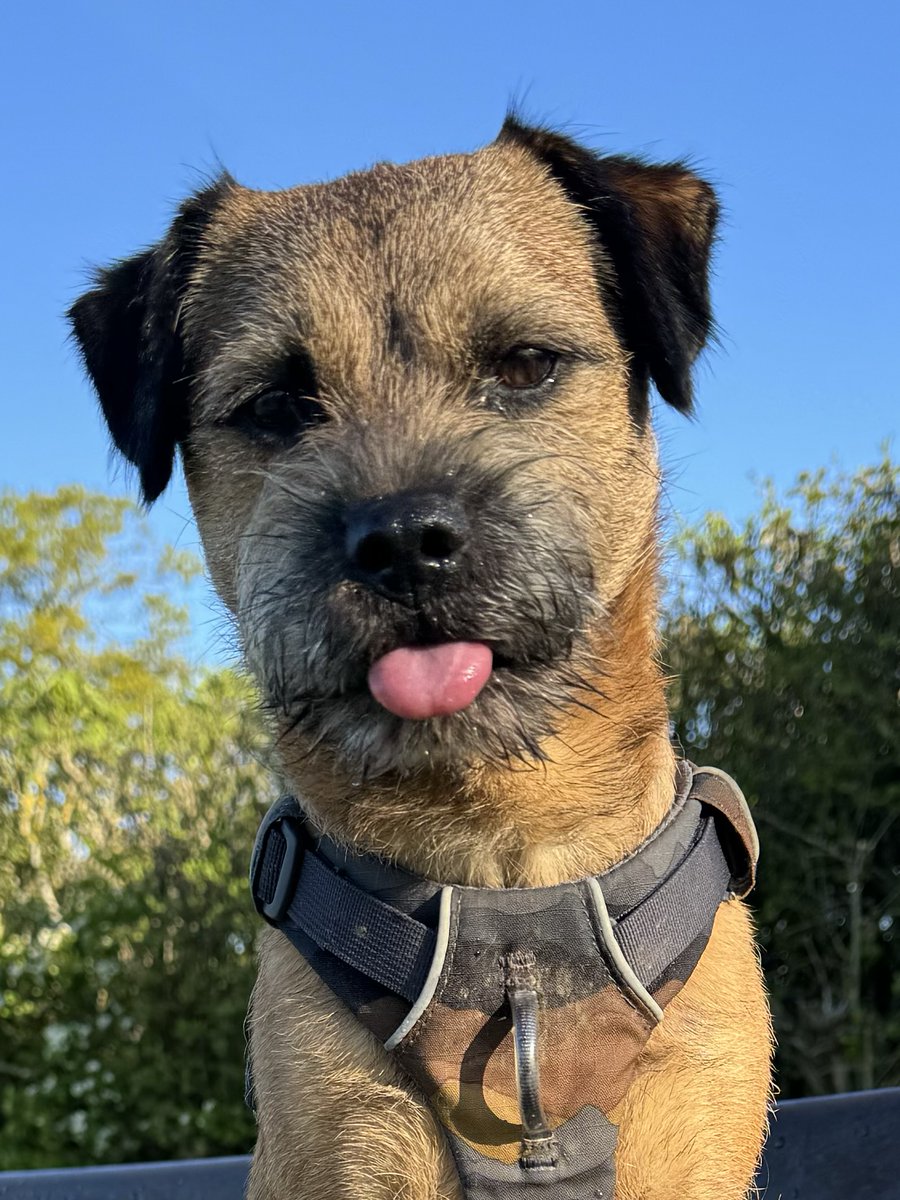 Happy #tongueouttuesday 😛 #btposse 🐾🐶 #dogsofX