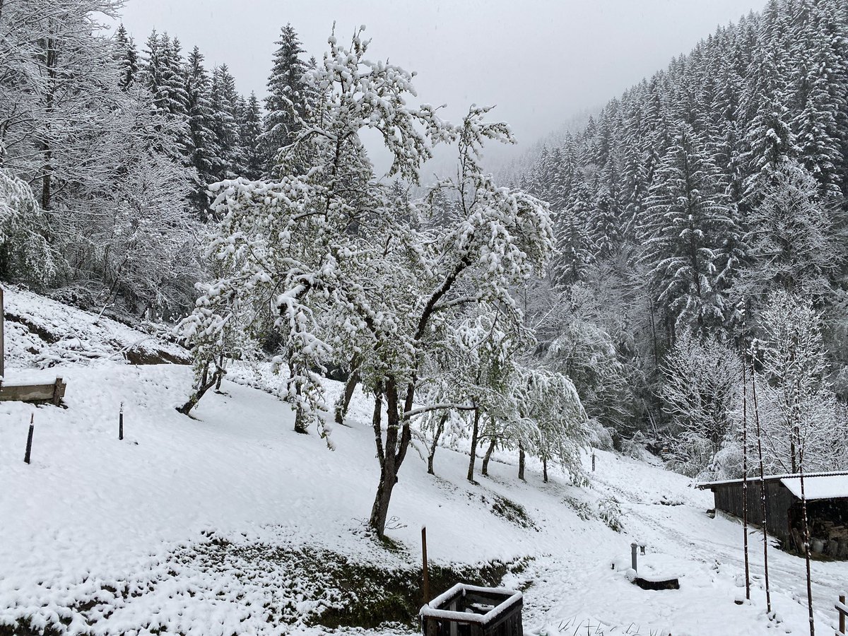 Violeta Bulc (@bulc_eu) on Twitter photo #Slovenia, 24.3. 2024 at 7:00 am CET, and it is still snowing. Last week we had 4days between 28-30C. #resilience <a href="/ecocivilisation/">ecocivilisation</a> #Slovenia, 24.3. 2024 at 7:00 am CET, and it is still snowing. Last week we had 4days between 28-30C. #resilience <a href="/ecocivilisation/">ecocivilisation</a>