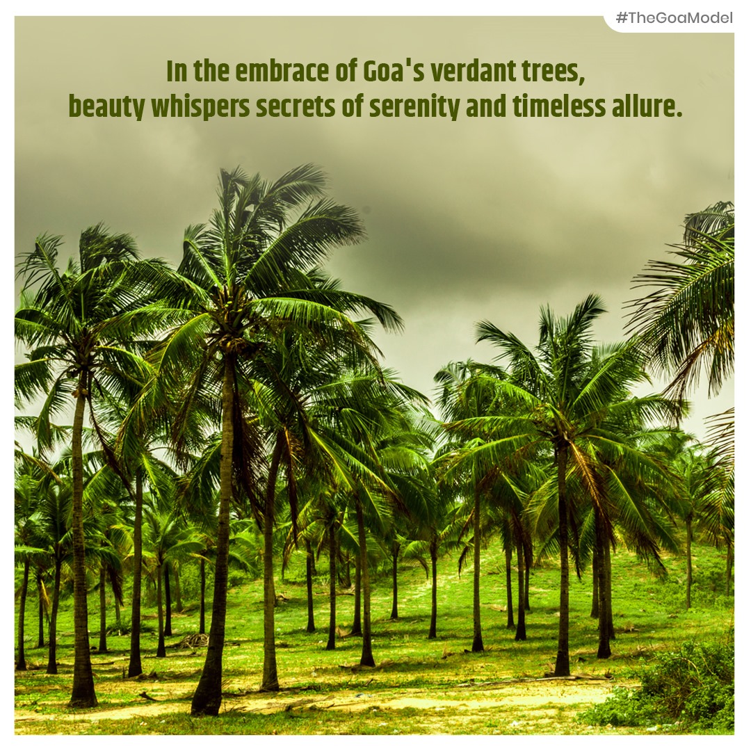 In the embrace of Goa's verdant trees, beauty whispers secrets of serenity and timeless allure.
#TheGoaModel
#GoaBeauty #VerdantTrees #Serenity #TimelessAllure  #TranquilBeauty #NaturalElegance #SoothingScenery #LushGreenery #NaturalCharm #EternalBeauty #TranquilRetreat