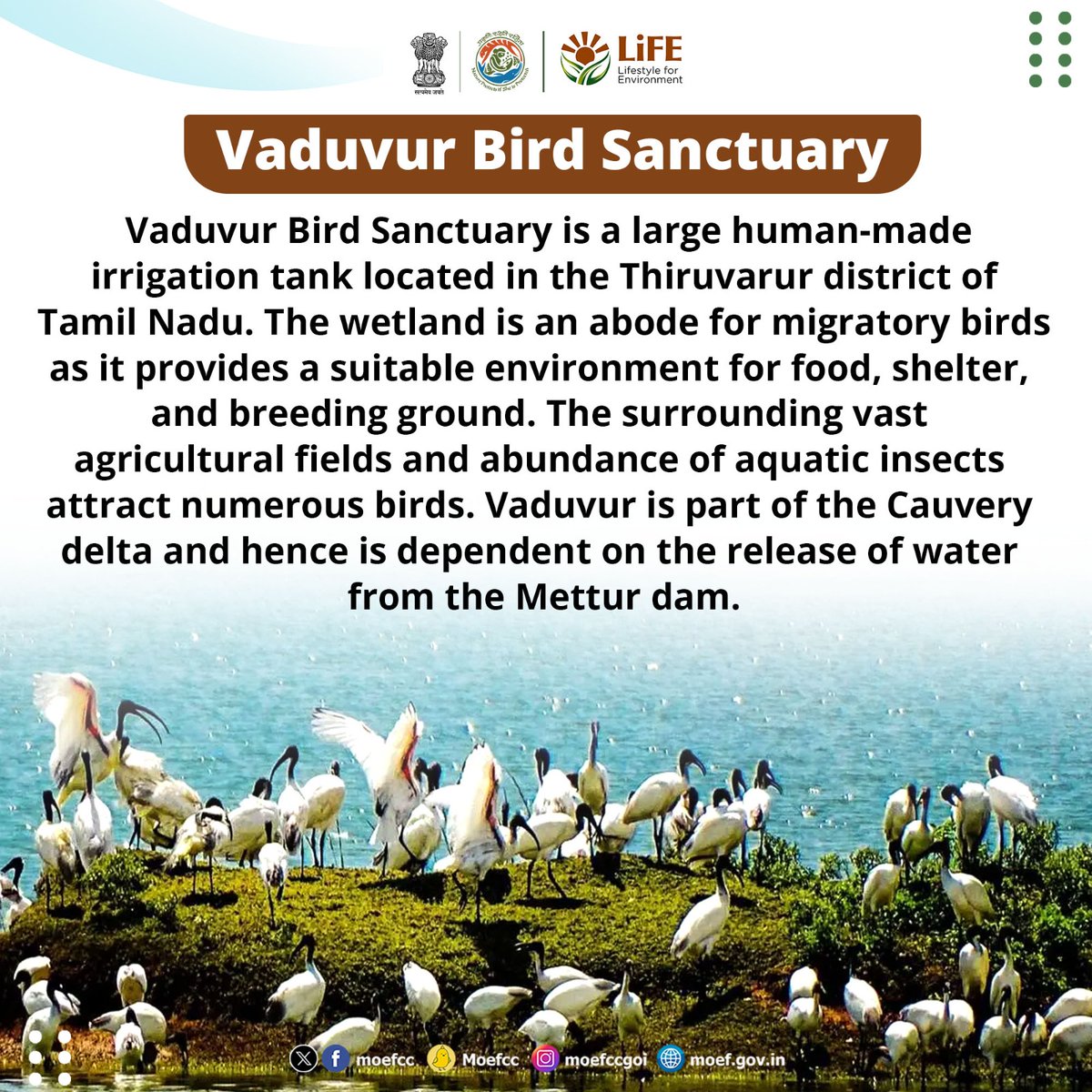 moefcc's tweet image. Discovering India&apos;s Ramsar Sites        

Day 73: Vaduvur Bird Sanctuary    

From wetlands to wildlife, each site is a unique haven for nature. Let&apos;s celebrate and safeguard these vital ecosystems together!        

#RamsarSites #MissionLiFE #ProPlanetPeople