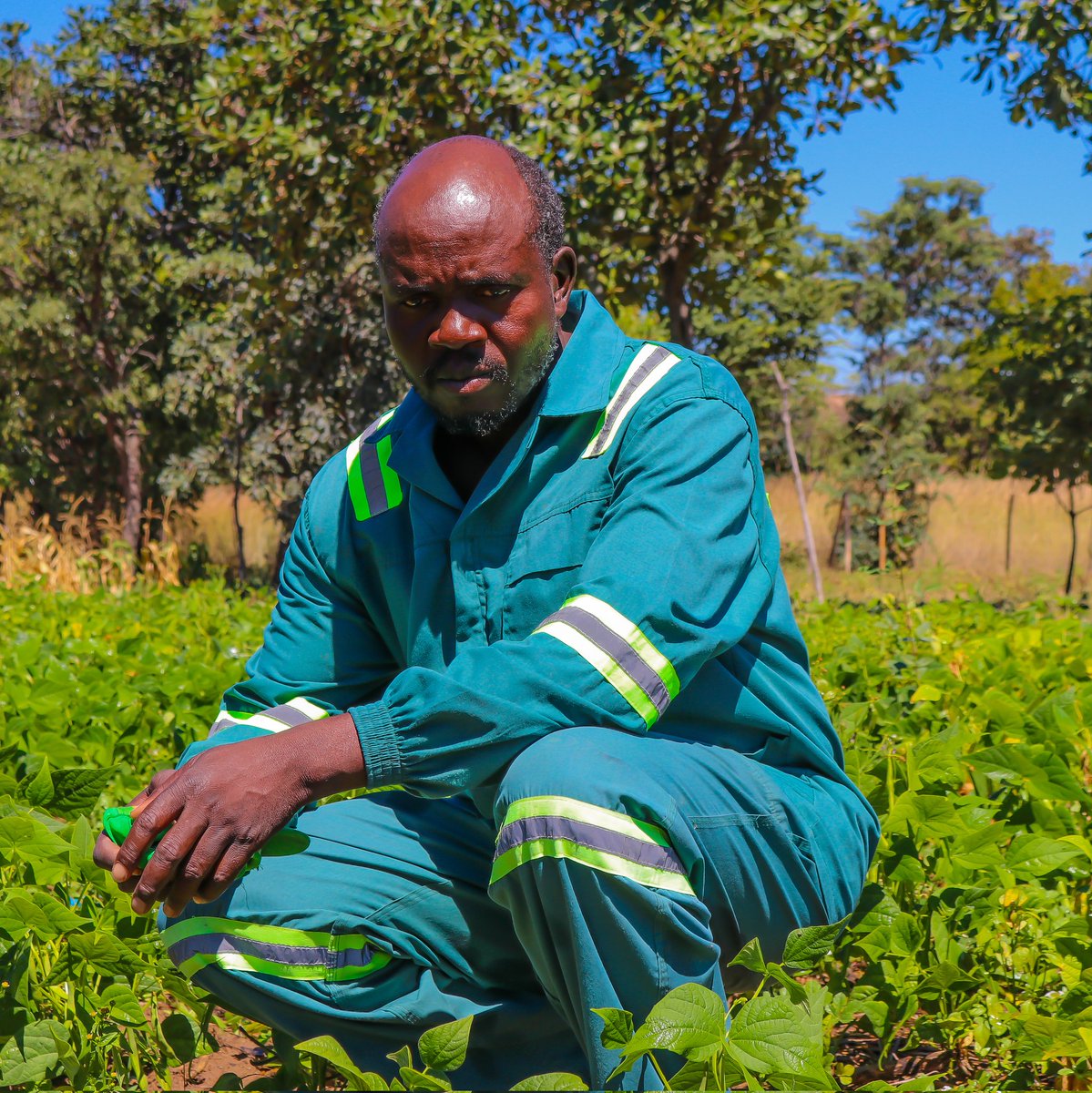 HarvestPlusZim's tweet photo. Yesterday, we had the privilege of visiting Mazowe &amp; Bindura with Happel Foundation and @HarvestPlusZim Witnessed the incredible journey of farmers growing biofortified Jasmine beans. The aroma, taste, &amp; nutritional impact are simply astounding! Kudos to these visionary farmers! https://t.co/PJUzu3Dift