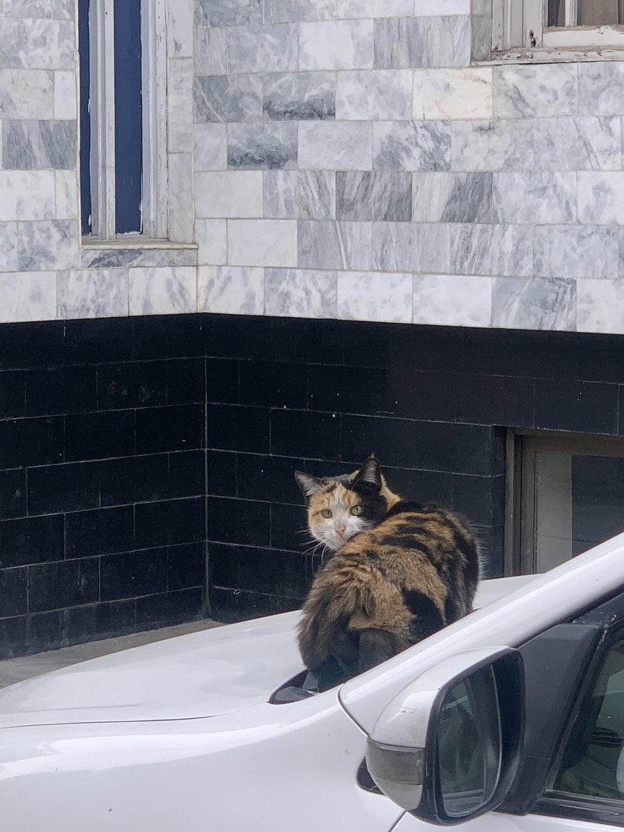 There are many cats in Kabul that #leftbehind after Taliban take power again in 2021. Those cats were keeping by foreigners in their camps or homes so she is one of them. Now o feeding her everyday. #KabulCats