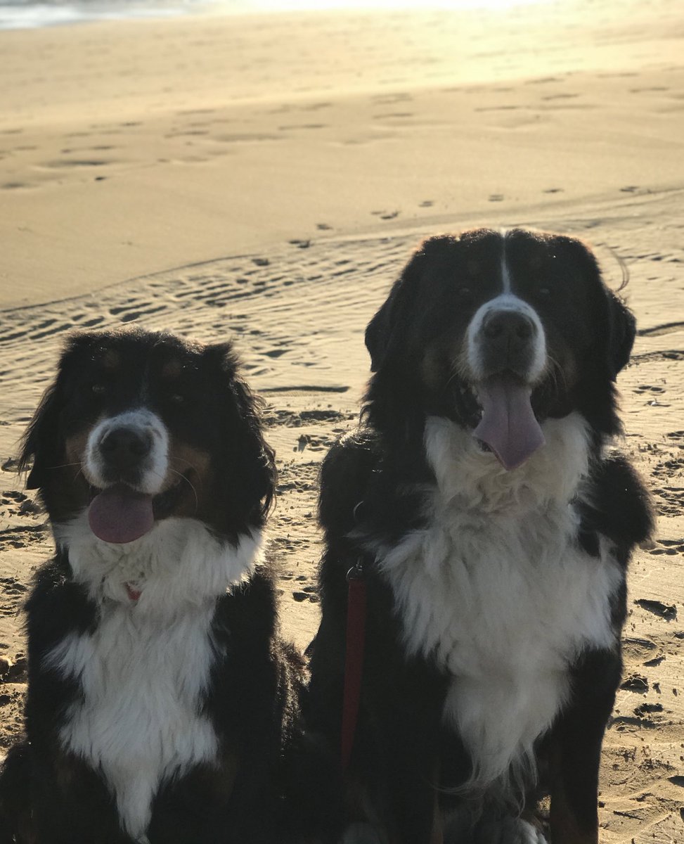 Tata_Milano's tweet photo. Back together 💔
🐶🪽 https://t.co/eTfZcBxf17
