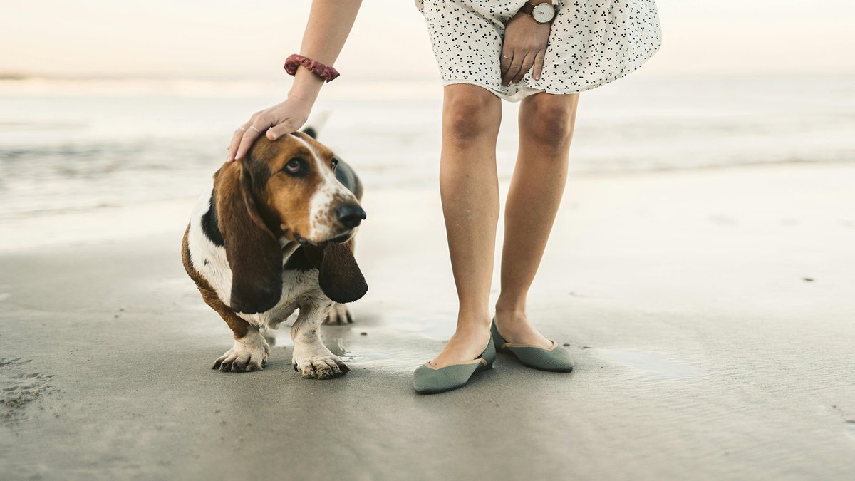 sage_s65739624's tweet photo. Is the three-legged dog at the window of the rescue touching your heart? Except for the absence of one limb, three-legged dogs, often called tripawds, are essentially regular canines. #Dogs #Pets #Tripawds #ThreeLeggedDogCare #DogsCare
https://t.co/KIwOFKoj5P https://t.co/iduBJYfQtZ