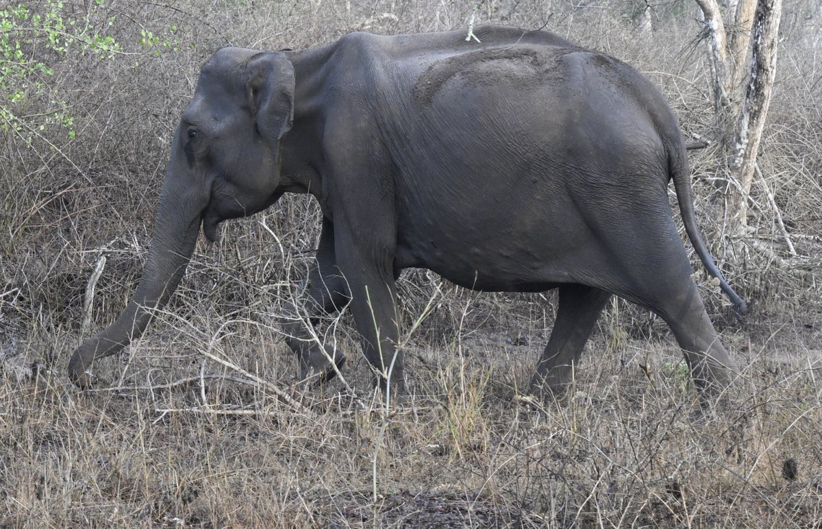 DAUNTING TASK: #Summer months pose the toughest challenge for #wildlife to survive through hunger and thirst in the #Bandipur National Park in #Karnataka. 📸: @peri_periasamy / @the_hindu