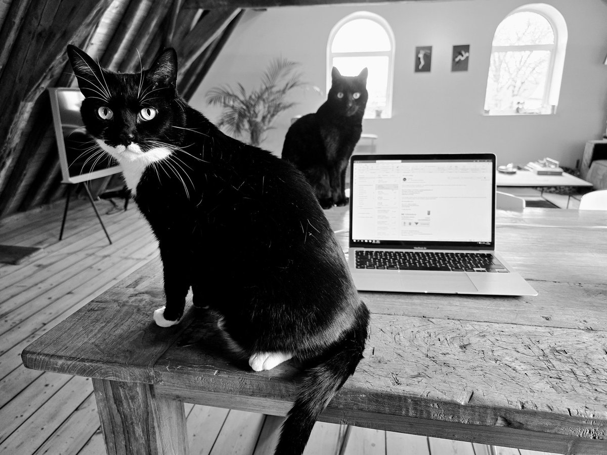 You think you can work from home staff? Hehe. Wishful thinking we call that. ~ Edgar &Allan Poes 😸😸🙄 #CatsOfTwitter #CatsOfX #cats #tuxietuesday #panfursquad