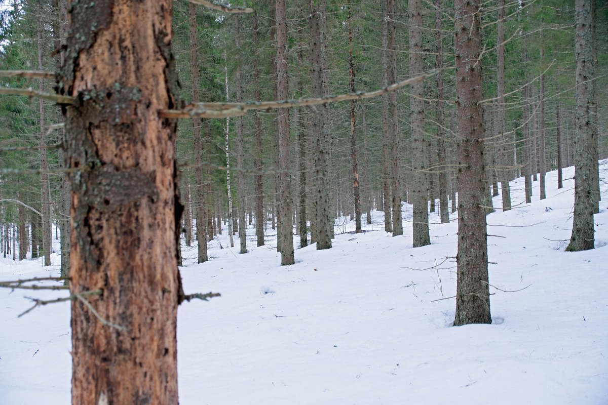 kokkju8's tweet photo. Lähetimme #MetuKKa hankkeessa 650 valikoitua kirjettä metsänomistajille kirjanpainajatuhohavainnoista. Aina ei ole syytä huoleen, mutta kuusikon tila on hyvä tarkistaa väliajoin ja varautua lisääntyviin metsätuhoihin! #HiilestäKiinni 1/3 https://t.co/R4KD80bMuH