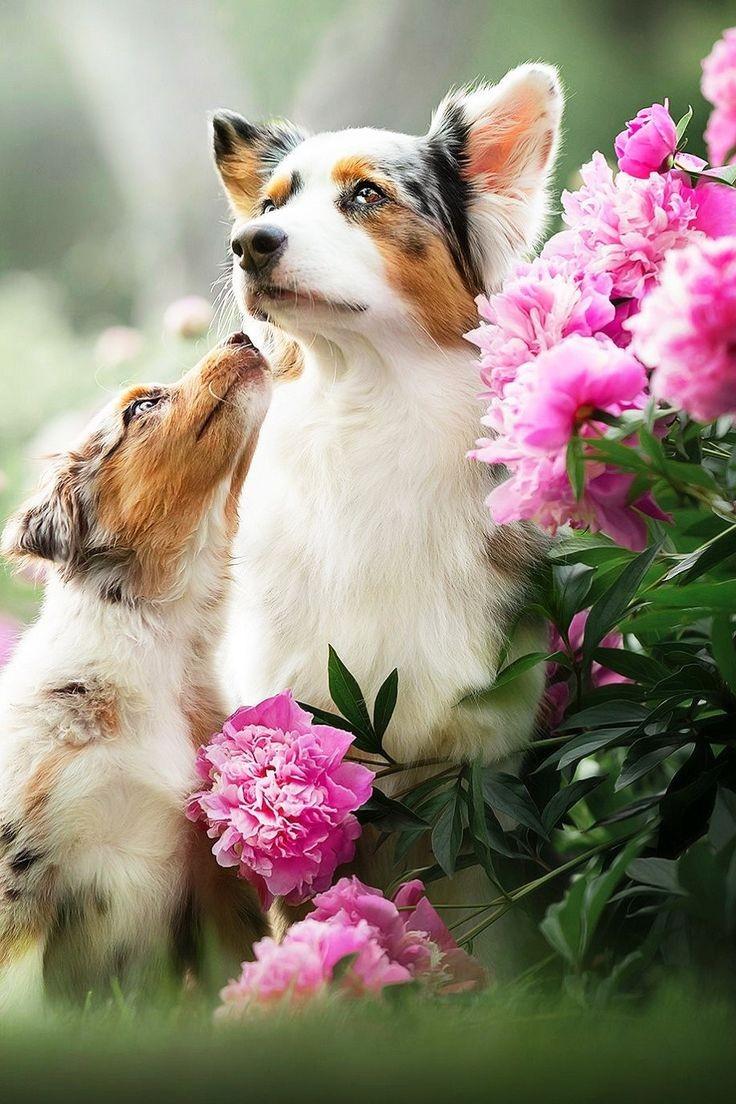 @marie_nassar A smile among the most beautiful flowers🌸🐾🐶🐾🌸 Good morning dearest Marie ⚘️ ☕️ ⚘️ happy Tuesday my special friend 🥰🌸☕️🌸🥰❤️ I wish you a wonderful day with joy peace and lovely thoughts in your heart ❤️have a good time🌸⚘️🌸a big hug and many kisses💞💞❤️😘😘⚘️🍀