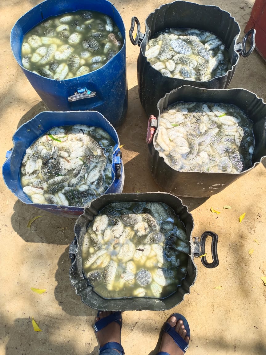 Committed to end wildlife crime! On intelligence inputs of WCCB, 150 Kg semi processed Sea #Cucumbers were seized in joint #operation conducted by #WCCB and Tamil Nadu #Forest Department at North Sea shore area of #Mandapam, Ramnad, Tamil Nadu on 14-03-2024.
