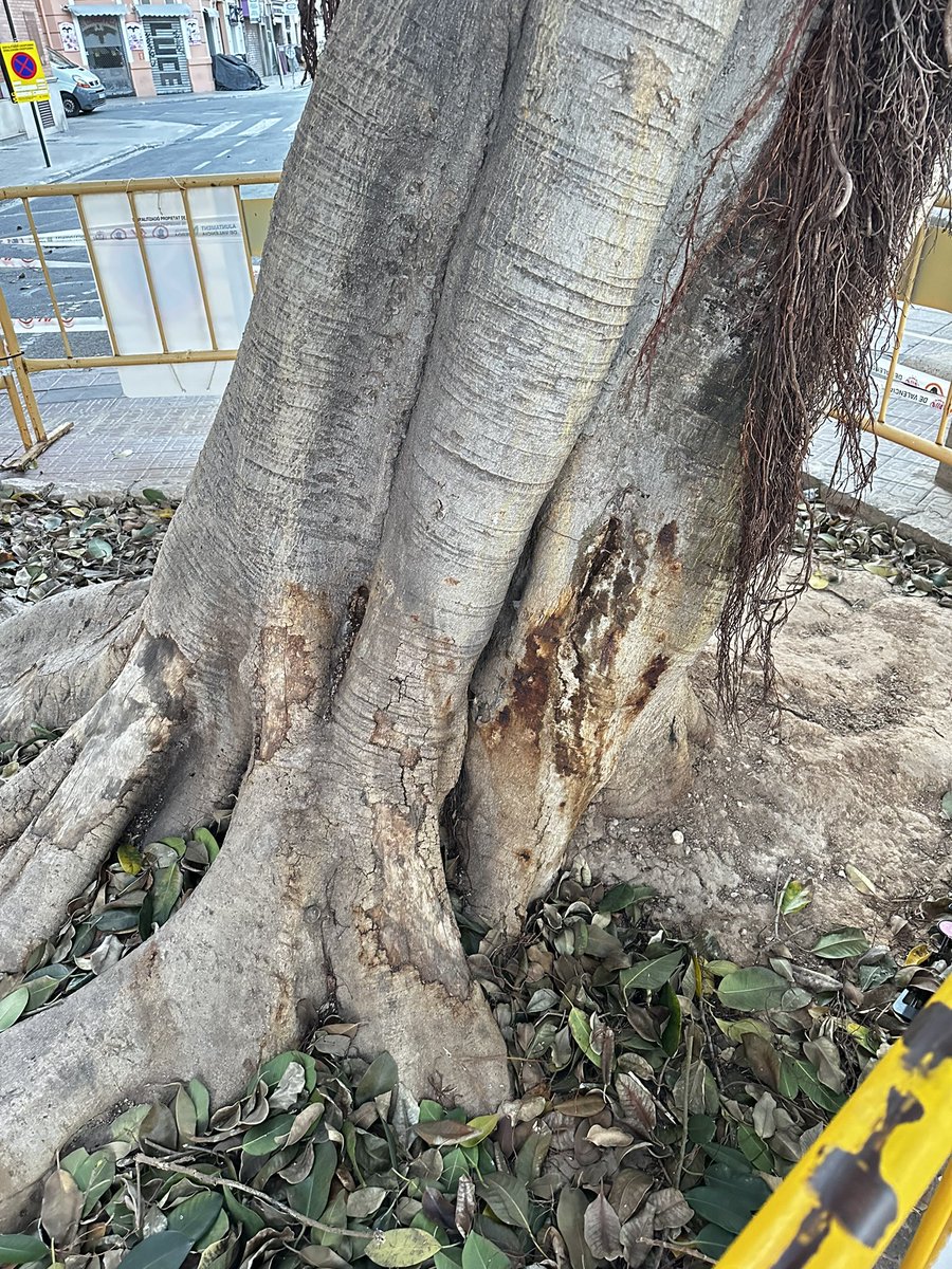 Paco a la naranja 🍊👉🦋 tweet media