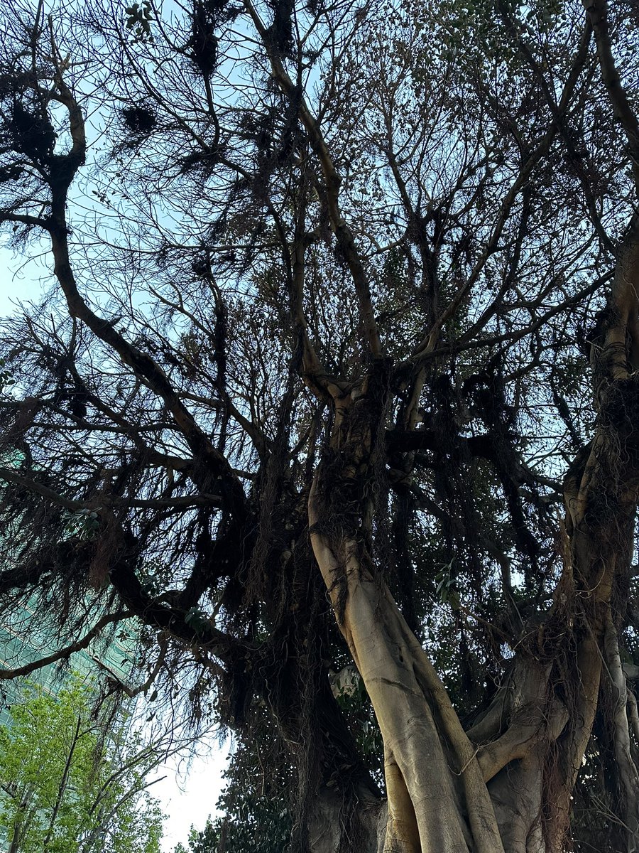 Paco a la naranja 🍊👉🦋 tweet media