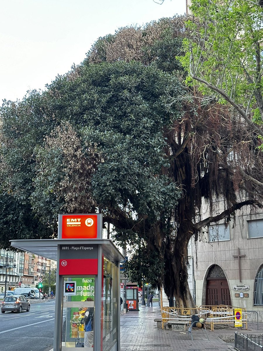 Paco a la naranja 🍊👉🦋 tweet media