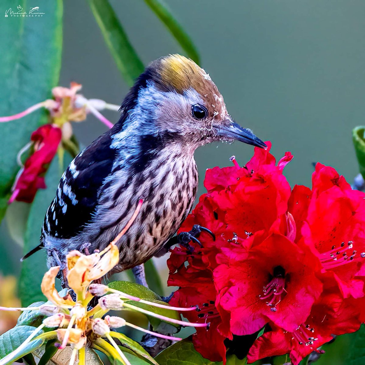Brown-fronted woodpecker. Jalna - UK Mar 24