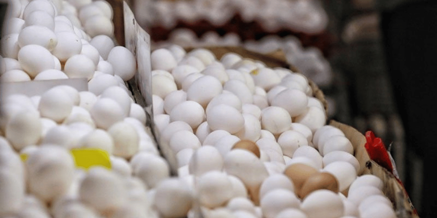 Philippine egg supply faces shrinkage caused by El Nino: efeedlink.com/contents/04-22…

#philippines #eggs #poultry #poultryindustry #poultryfarming #livestock #livestockfarming