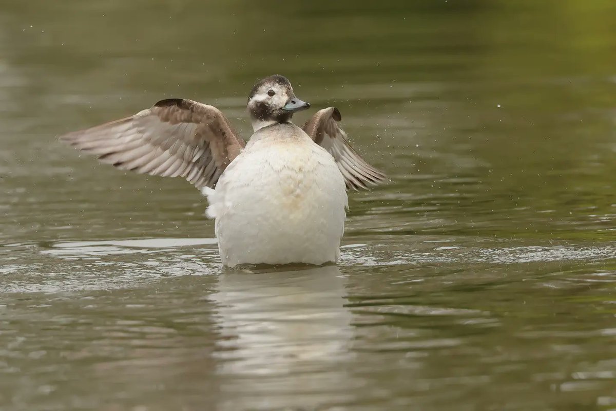 Long Tailed Duck In A Flap @WWTLlanelli