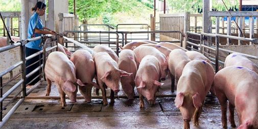Live pig prices in Vietnam rose in Q1 2024: efeedlink.com/contents/04-22…

#vietnam #pigfarming #swine #porkproduction #livestock #livestockfarming