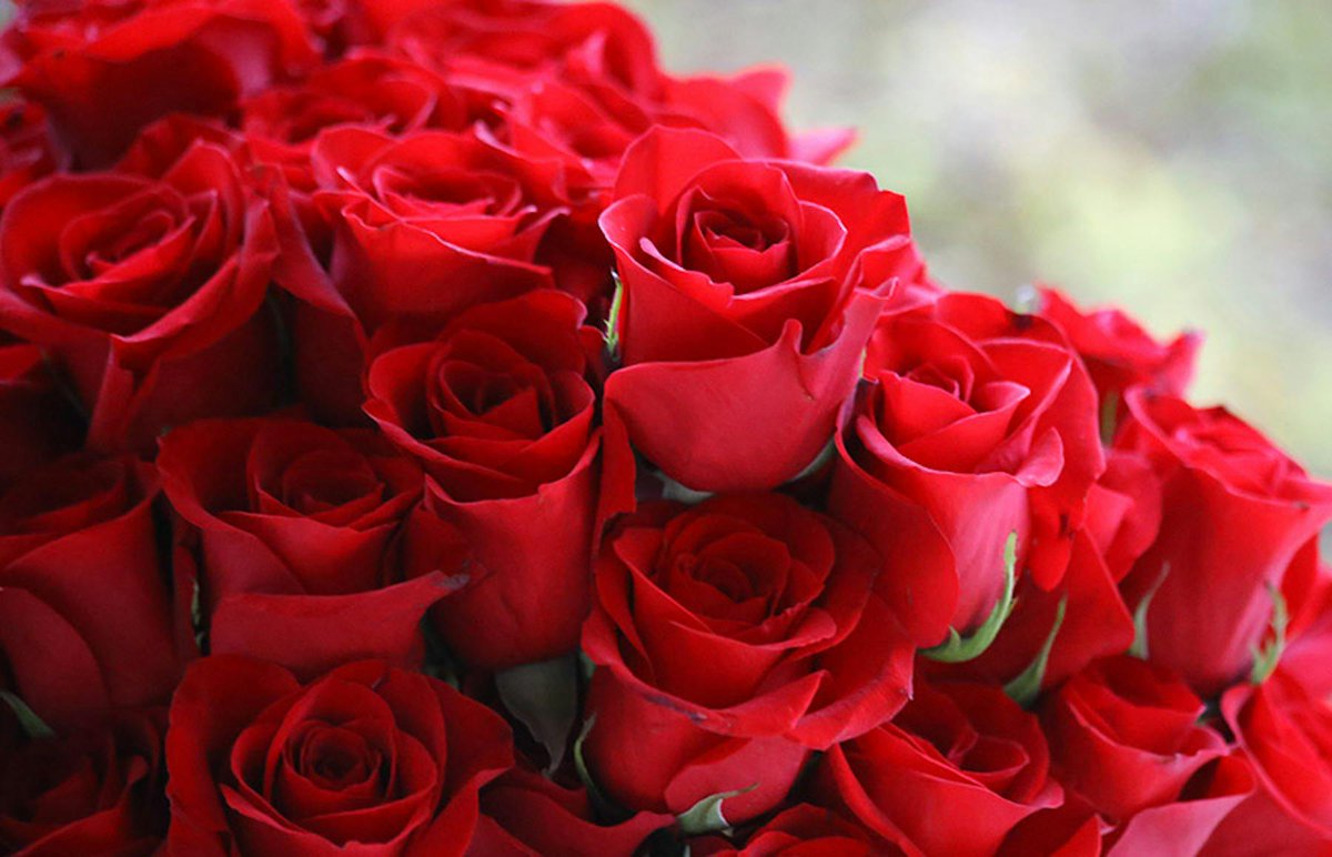 🌹📚 Us desitgem una feliç diada de Sant Jordi! Llibres, roses i salut per a tothom. #ACDI #SantJordi2024