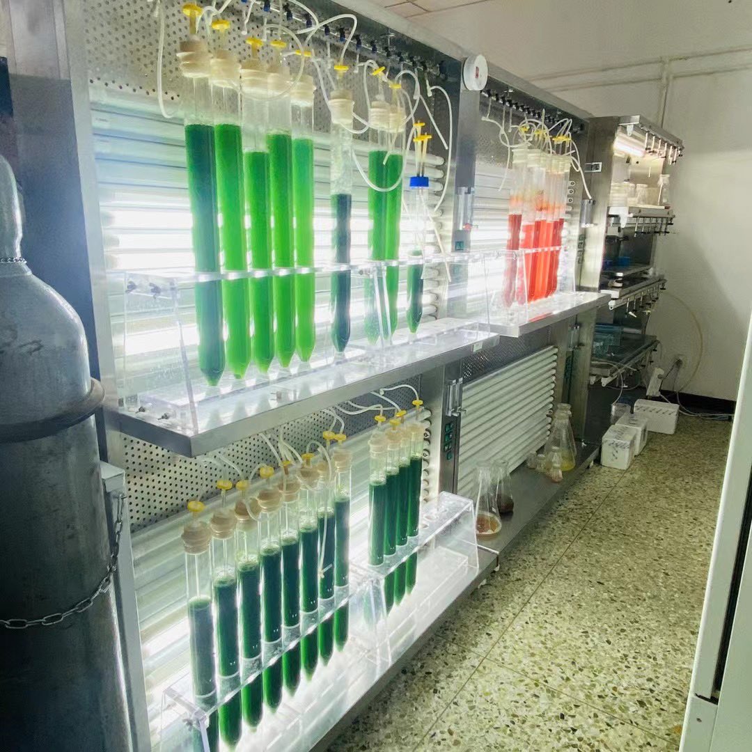 Help customers in Shandong to set up their microalgae laboratories.
#microalgae
#photobioreator
#laboratories