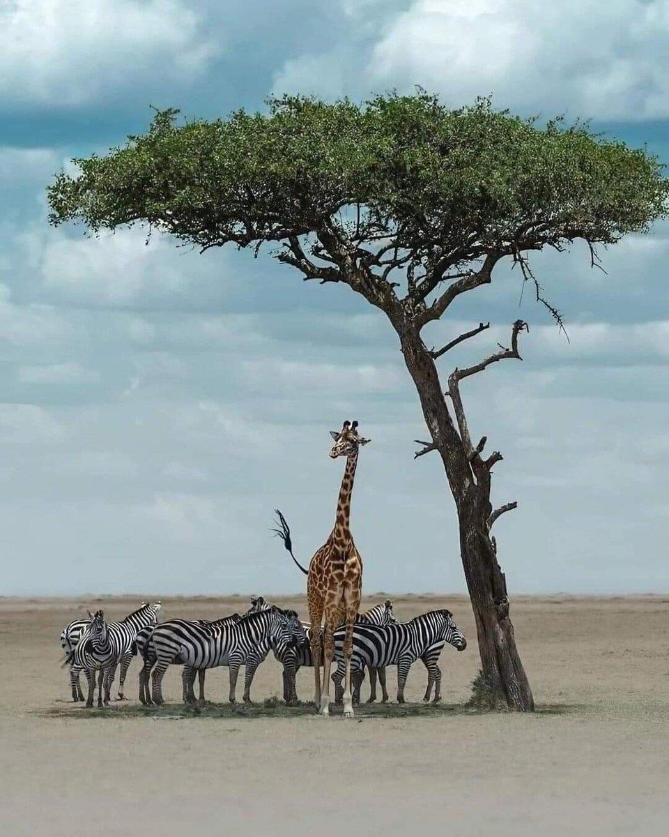 The Importance of One Tree.🦒🌳

📷 Katenewmanphoto