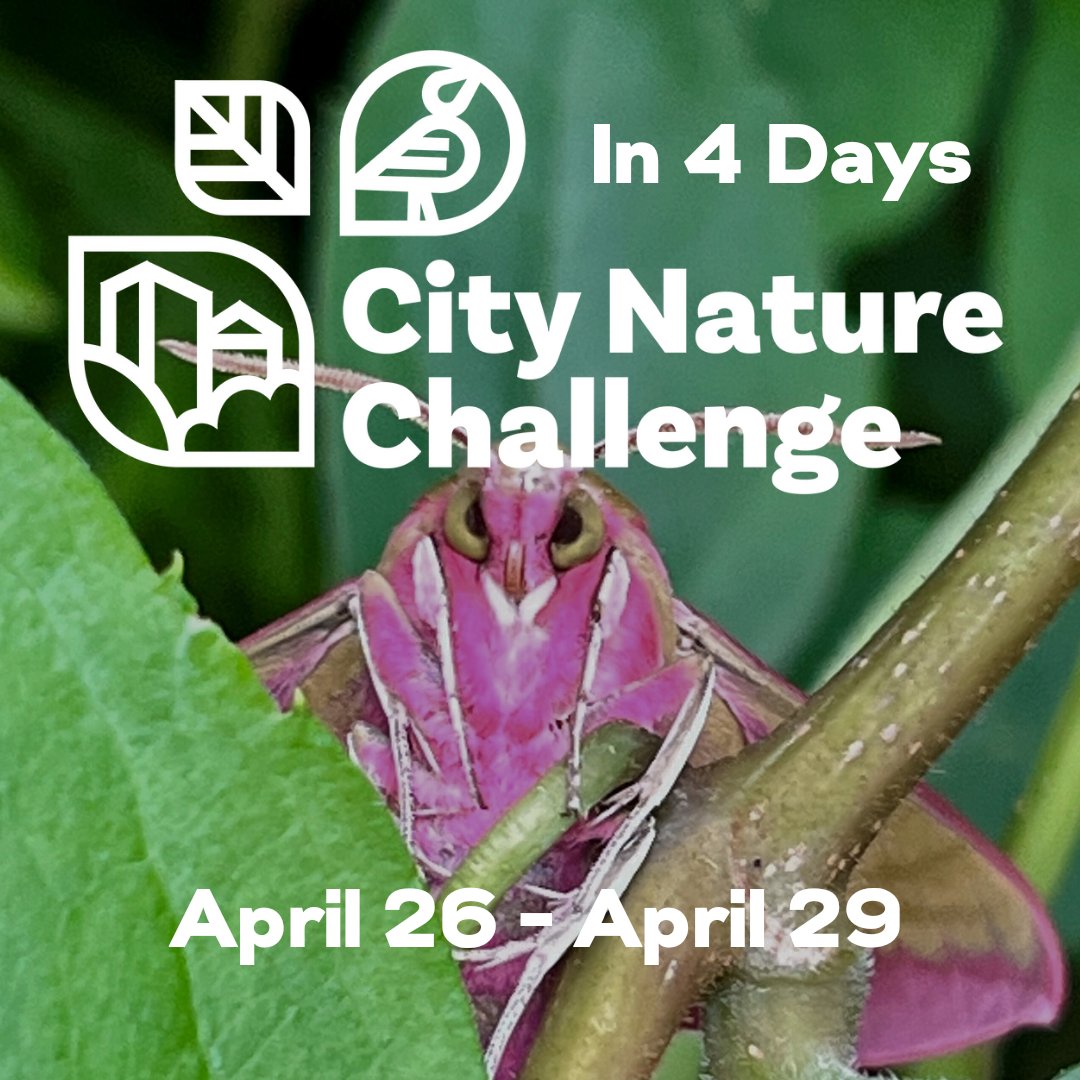 Join the #CityNatureChallenge: find #wildlife and put #nature in your neighborhood on the world map! The simple and free #iNaturalist (or your city’s chosen platform) app turns your photos into data in a global database of urban #biodiversity. Visit CityNatureChallenge.org !