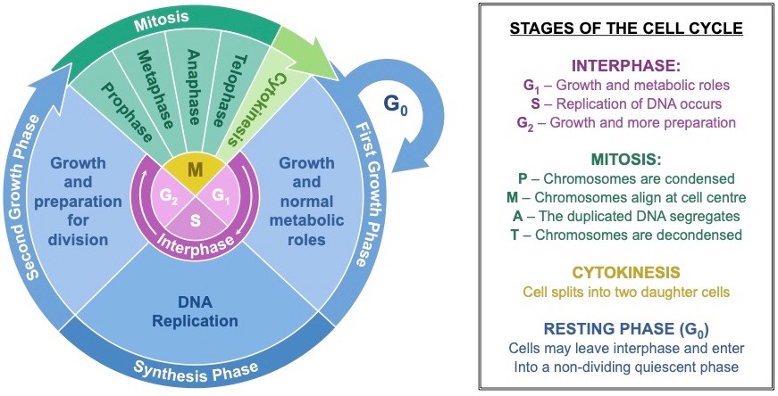 GenScript's tweet image. #biologynotes The eukaryotic cell cycle can be divided into two main stages (interphase and M phase), each with multiple sub-phases. #cellcycle #cell #biotech #science #DNA