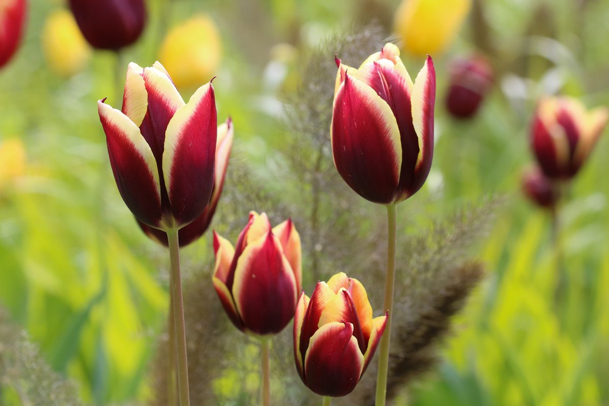 Tulipa 'Gavota' at @BluebellCottGdn #TulipTuesday #GardeningX