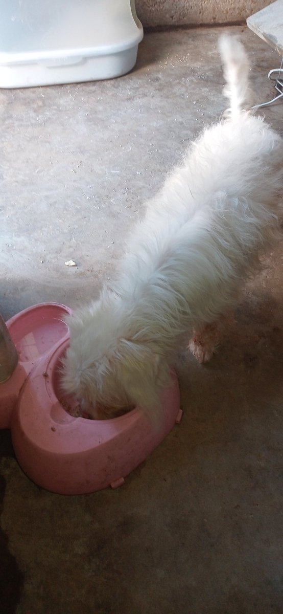loverAnimalBest's tweet photo. Hello my friends, here in Gaza there are difficult and scary days due to the war and the siege on our people. Thank you to the friends who helped me and I thank you friends who helped us in Gaza.
https://t.co/9kcF4vXWsF… https://t.co/yBL16rRiVq