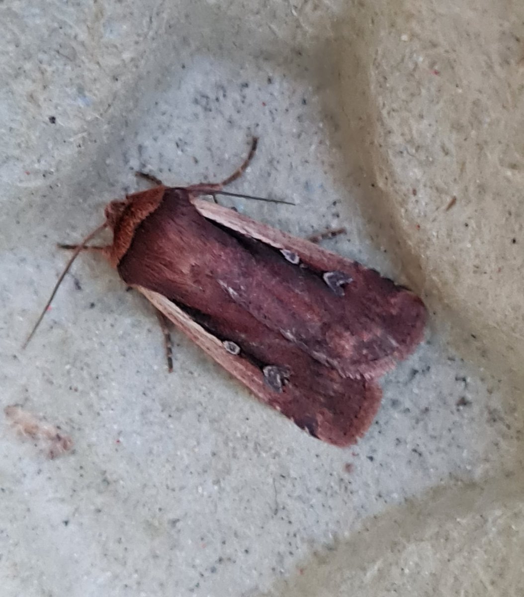 I had a wonderful dream that my trap was inundated with moths, even a spurge hawk moth and swallowtail butterfly. Reality on awakening,  5 of 4 with a brimstone,  2 hc, e. Angustea and this flame shoulder.. 
Reality sucks!!
#mothsmatter #vc35