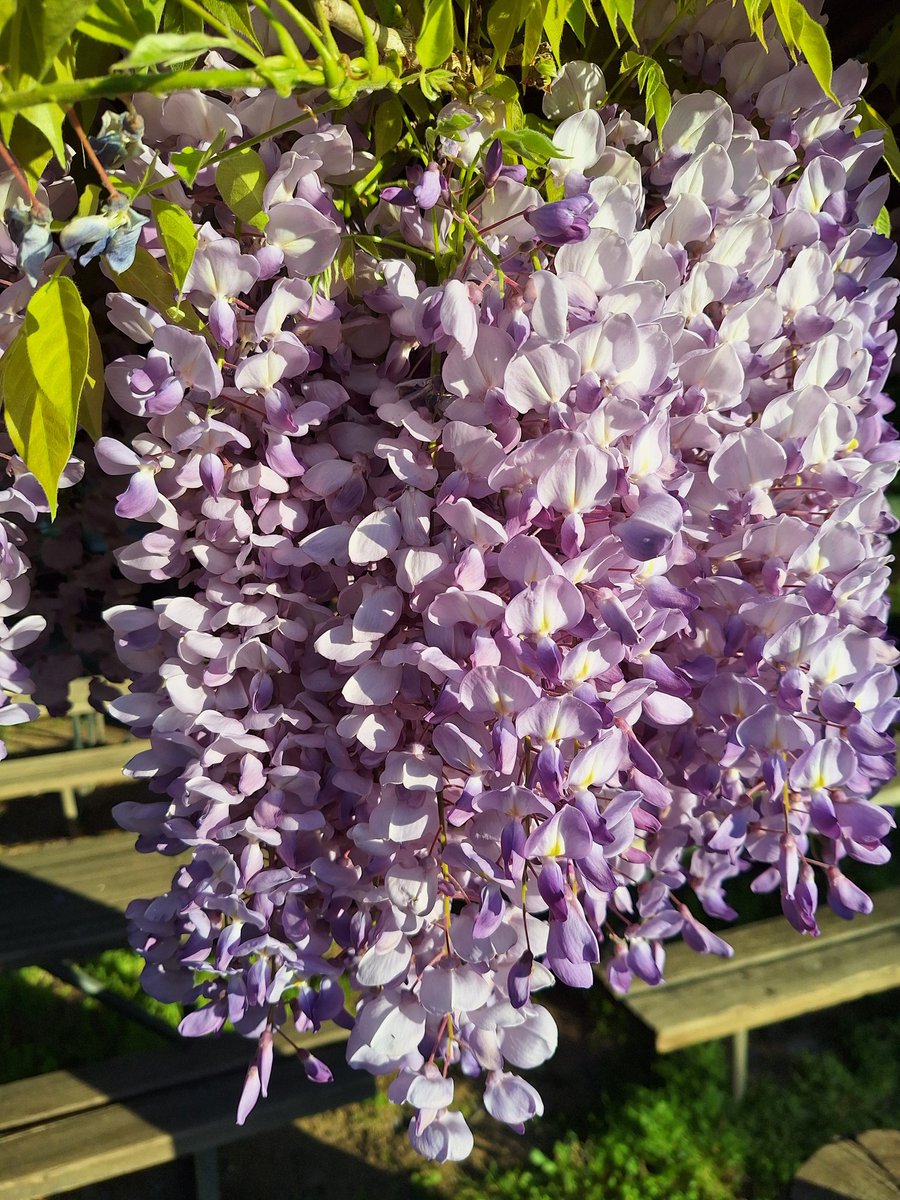 Buenos días. Florecen los racimos de las glicinias, Wisteria sinensis, en la huerta del Jardín Botánico de la universidad de Alcalá. Foto de Maria Gallego.