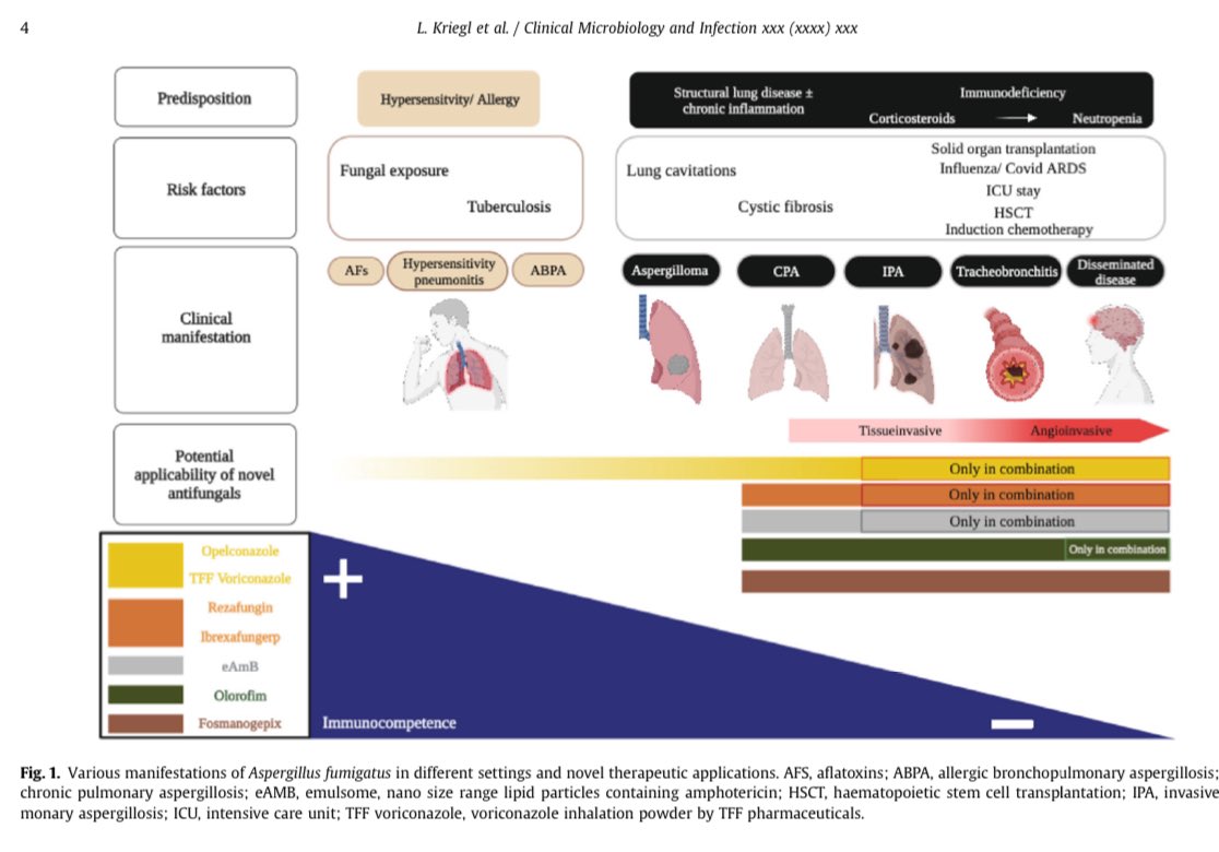 En @CMIJournal Hongos PRIORITARIOS para OMS:
🍄Aspergillus fumigatus
🍄C. albicans
🍄C. auris
🍄Cryptococcus neoformans
Y NUEVOS TRATAMIENTOS:
 💊💉Fosmanogepix
💊💉Ibrexafungerp
💨Opelconazole
💨TFFvoriconazol
💊MAT2203
💊Olorofim
💉Rezafungin
🔗👉🏻🆓 clinicalmicrobiologyandinfection.com/article/S1198-…