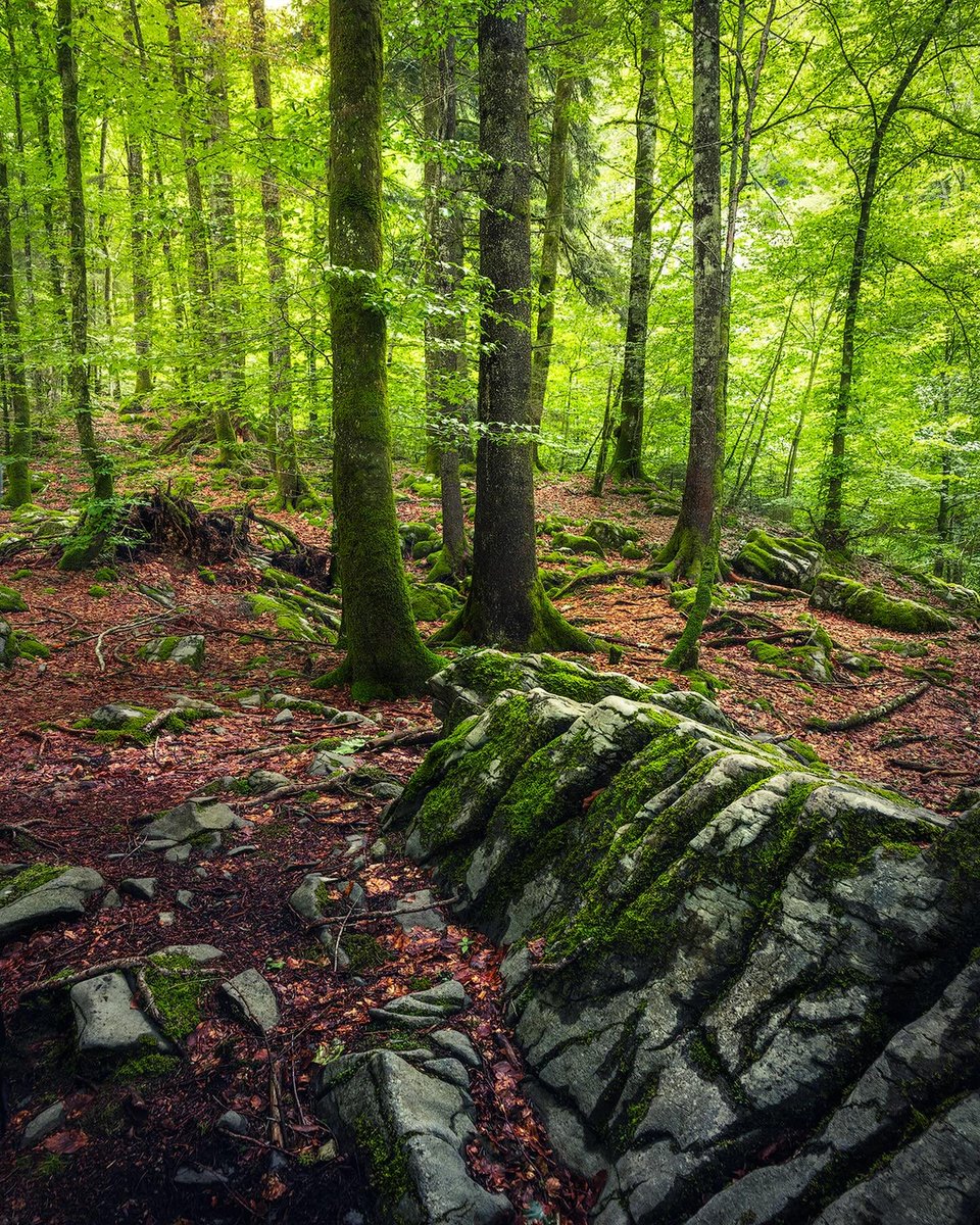 Trees