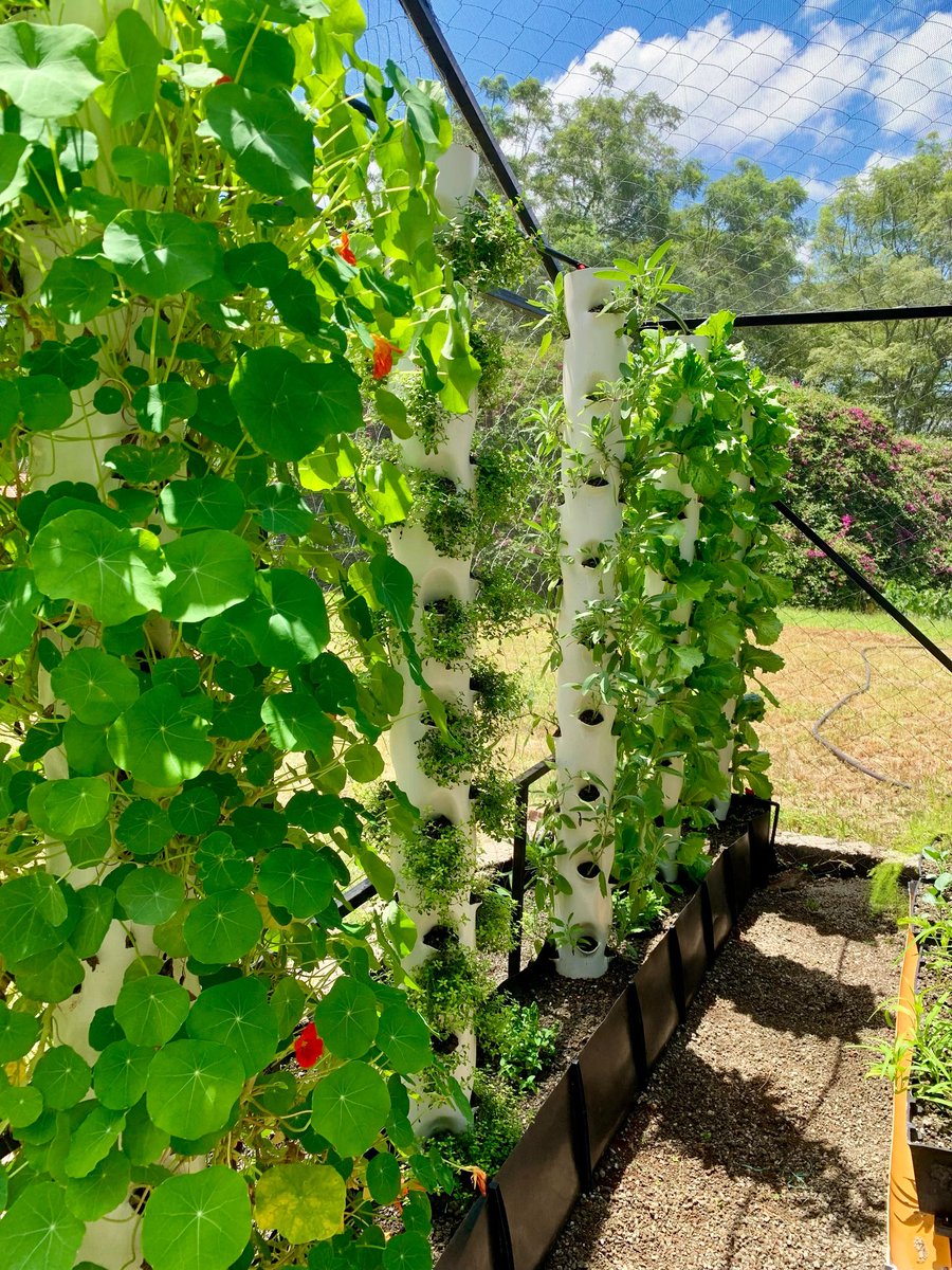 VerticalFarmKe's tweet photo. With rains come blessings and we couldn’t be happier visiting this herb garden we installed at @Kibondeni2013 🕺🏾

We look forward to growing more with them and engaging their students in curating farm to fork experiences! https://t.co/HOAEYUhdFv