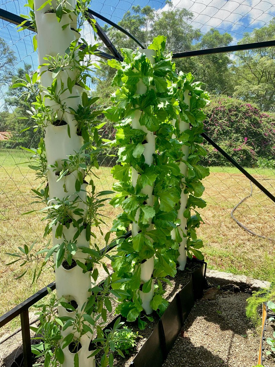 VerticalFarmKe's tweet photo. With rains come blessings and we couldn’t be happier visiting this herb garden we installed at @Kibondeni2013 🕺🏾

We look forward to growing more with them and engaging their students in curating farm to fork experiences! https://t.co/HOAEYUhdFv