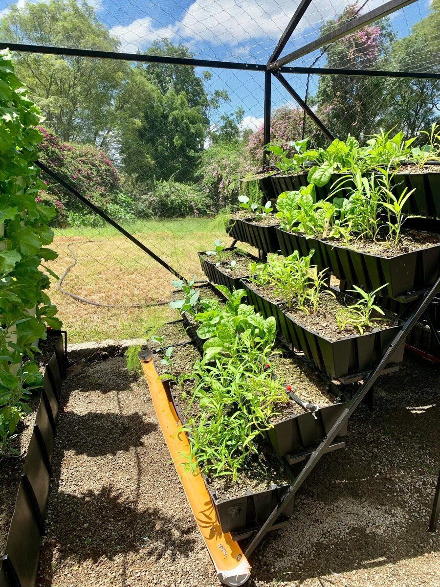 VerticalFarmKe's tweet photo. With rains come blessings and we couldn’t be happier visiting this herb garden we installed at @Kibondeni2013 🕺🏾

We look forward to growing more with them and engaging their students in curating farm to fork experiences! https://t.co/HOAEYUhdFv