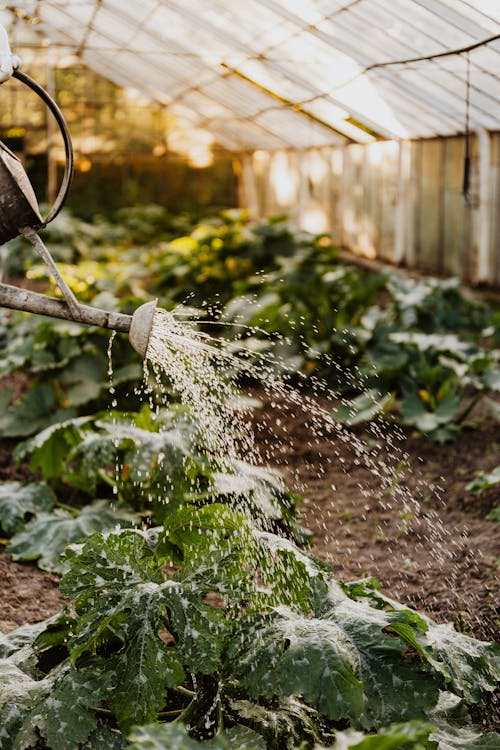 How can I improve soil drainage in my garden beds?
Our Answer: Incorporate organic matter like compost or perlite into the so to improve drainage and aeration.
#iffcourbangardens #iffco #Newsnight