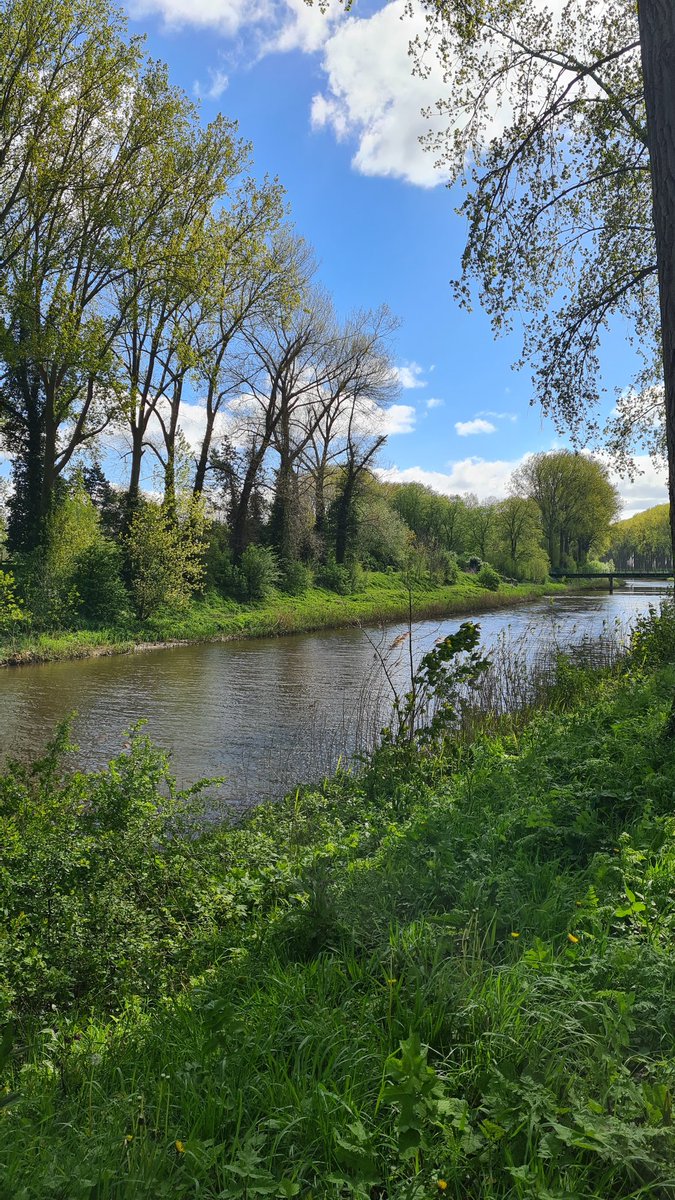 💚🌳Enjoy your day🌳💚 #landscapes #landscape #trees #nature #forest #woods #channel169 #photography #TwitterNatureCommunity #ThePhotoHour #NaturePhotograhpy #photographylovers #landscapephotography #spring #PhotographyIsArt #damme #EarthDay2024 #NatureIsAmazing