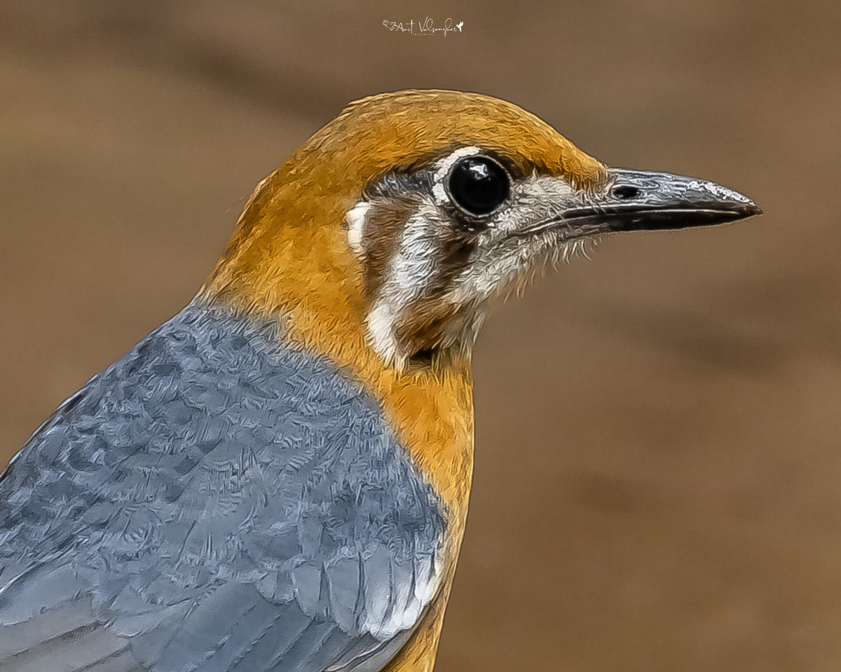 Orange headed #orange 
#BirdsSeenIn2024 #IndiAves #ThePhotoHour #birds #thrush
#birdphotography #ngtindia
#NaturePhotography #BBCWildlifePOTD #TwitterNatureCommunity 
@IndiAves #birdwatching @BirdPlanets  #bird #BirdsOfTwitter @NatGeoIndia @natgeowild #flycatcher #aves #Birdcpp