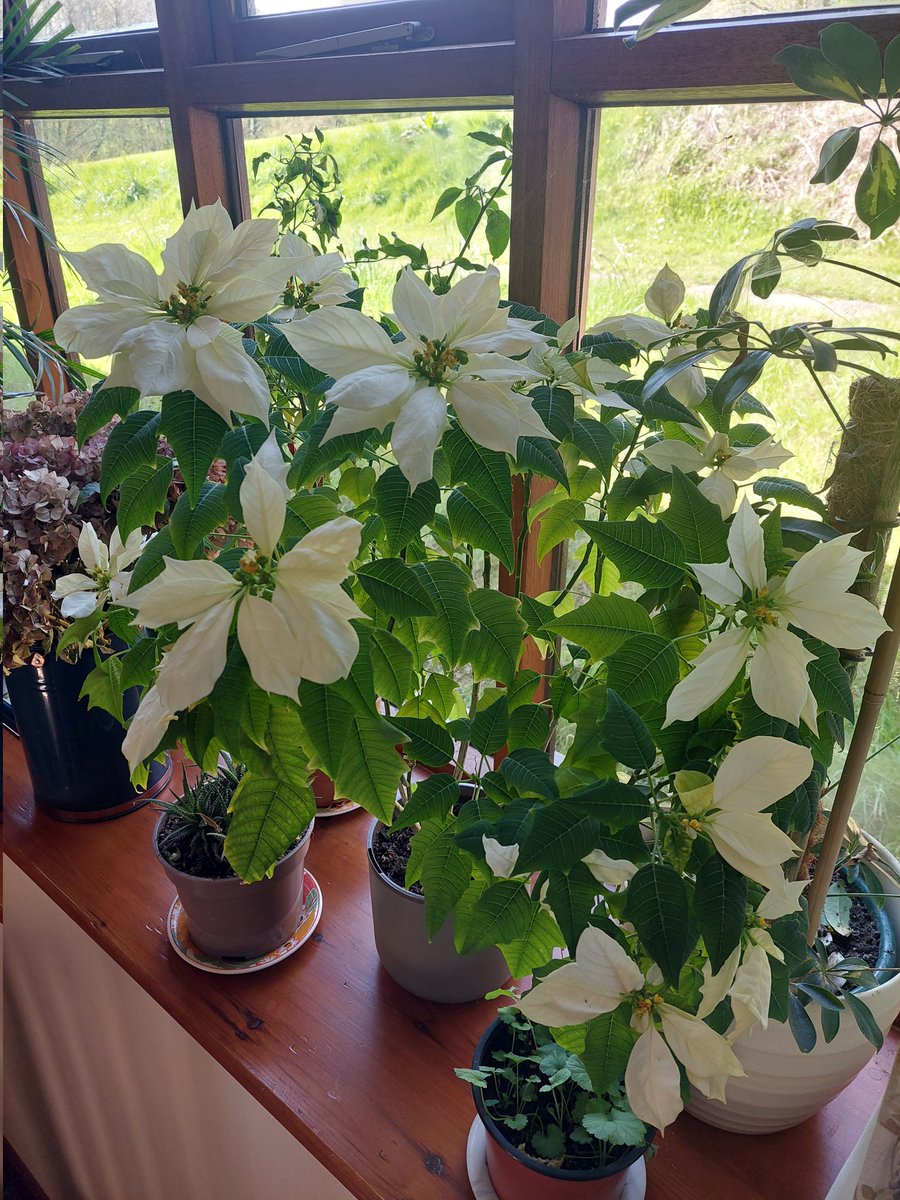 I wish all my fabulous friends a Tuesday the best it can be for you... I bought this incredible poinsettia two Christmases ago in the local garden centre, and it's flowered virtually non-stop! 🤍💚🤍 🥰 Take care, keep safe, and always share smiles and kind words 😊 💖 💕