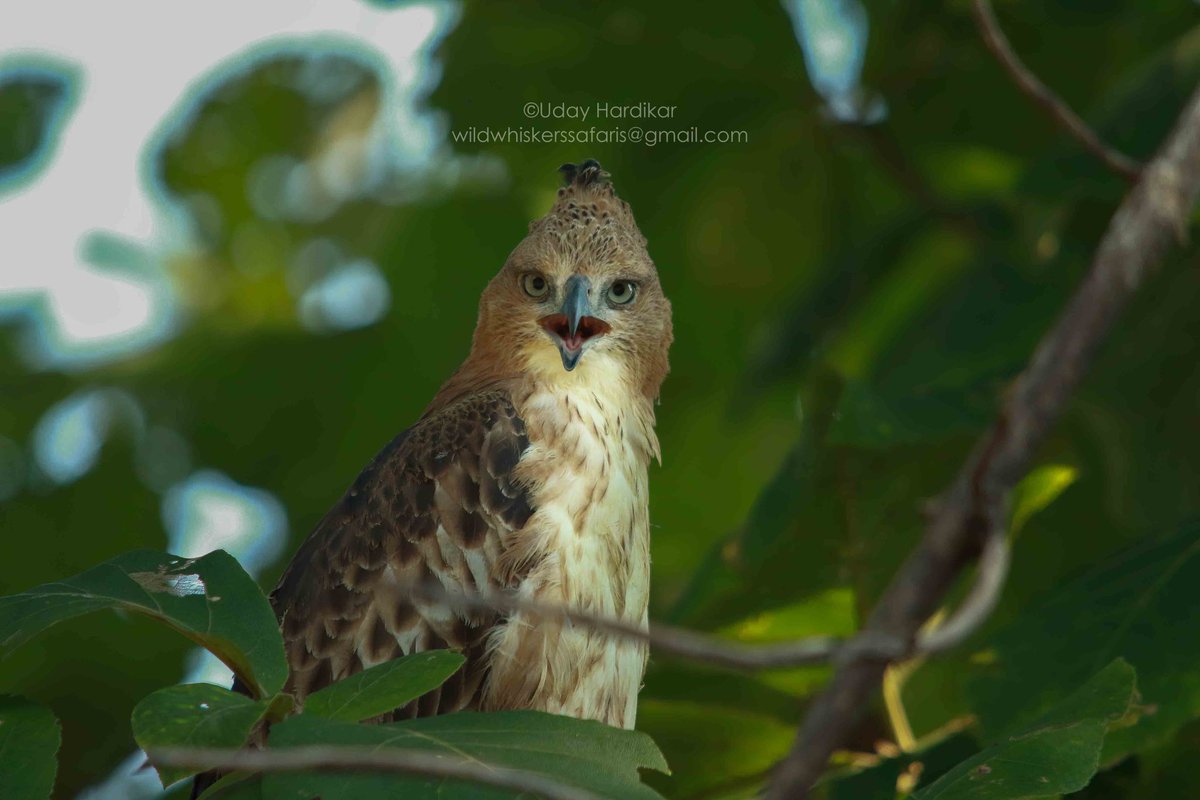 EYES - windows to the soul Crested Hawk Eagle in Tadoba Nikon D500 with Nikor 200-500mm f5.6 lens #TwitterNatureCommunity #IndiAves #NatureBeauty #nikonphotography #ThePhotoHour #nature_perfection #natgeowild #natgeoindia #EarthCapture #wildlifeiG #Nikon #tadoba #eye