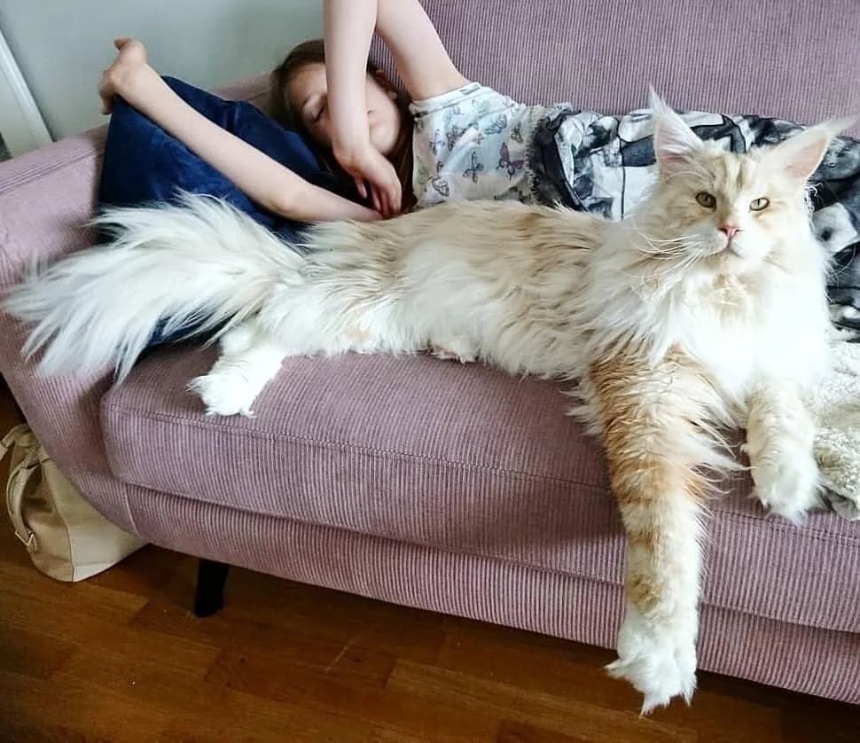 PostsOfCats's tweet photo. When you want a Golden Retriever but are only allowed to get a cat https://t.co/Ft2eVESNBM