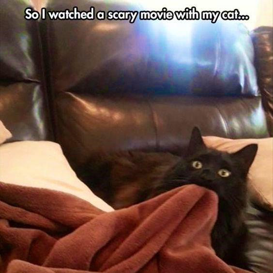 GeneralCattis's tweet photo. Fehorror: What cats feel when stupid humans make innocent felines watch horror movies with them
(not naming any names, of course *cough, cough* my human *cough, cough*)
#CreateANewWord https://t.co/TmgtfsCLT0